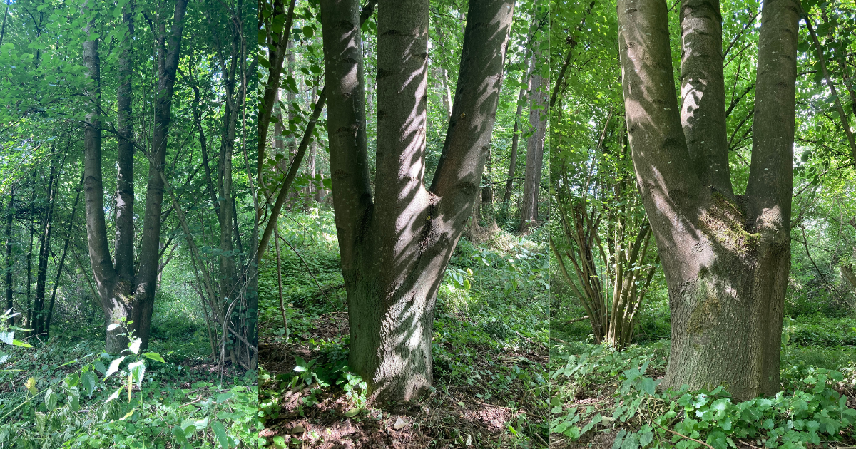 arbre variation-Feng Shui - Bazi